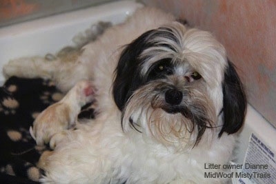 A dam laying against the wall feeding a litter of puppies