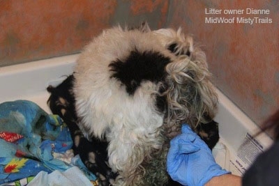 A dog standing on a blanket looking back at the breeder with a finger in it