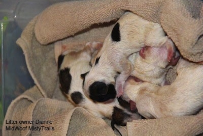 A litter of puppies in a towel