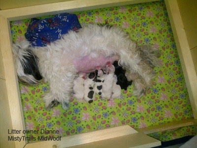 Dam laying in a whelp box feeding all the healthy puppies