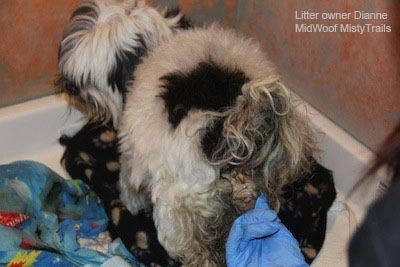 A dog standing on a blanket looking to the left with a finger in it