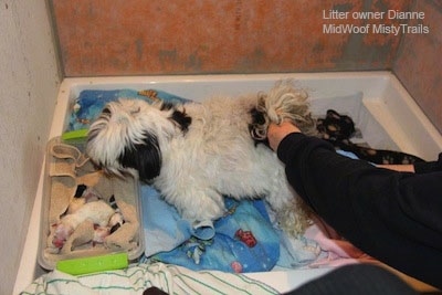 Right Profile - A dog in a whelp box looking into a blanket with puppies in it