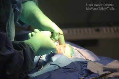 Puppy in uterine horn being pulled out of the dam