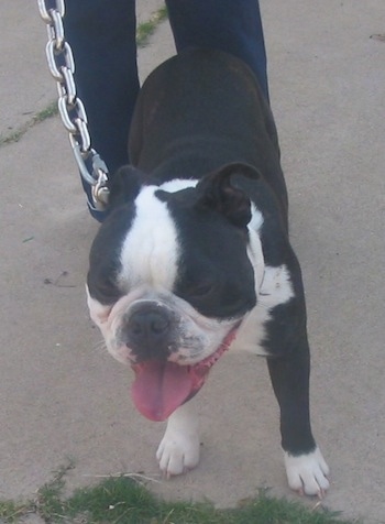 Jack the black and white English Boston-Bulldog is standing on a sidewalk wearing a very thick chain link leash with a person behind him. His mouth is open and its tongue is out and his eyes are closed