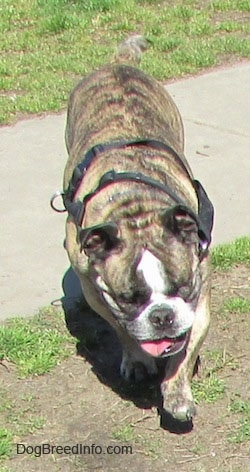 Diesel the English Bulldog walking across a field and sidewalk with its mouth open and tongue out