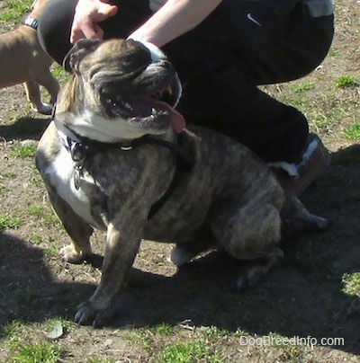 Diesel the English Bulldog sitting in grass in front of a person who is holding its leash. Diesel is looking back into the distance with his tongue hanging out