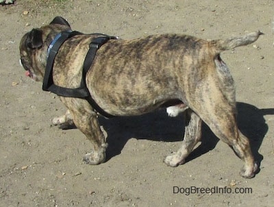 Diesel the English Bulldog walking down a dirt path