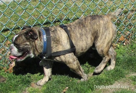 Diesel the English Bulldog walking down the fenceline with its mouth open and tongue out