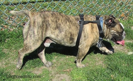 Left Profile - Diesel the English Bulldog walking in front of a chain link fence