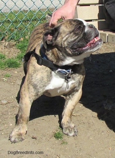 Diesel the English Bulldog standing in dirt and looking at the person on a bench that is petting him