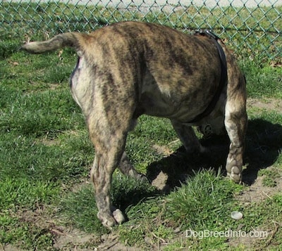 Diesel the English Bulldog sniffing the grass with its back towards the camera with a chain Link Fence in the background