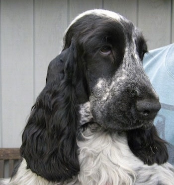 liver roan cocker spaniel puppies