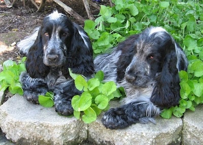 English Cocker Spaniel Dog Breed Information And Pictures