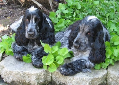 blue roan and tan cocker spaniel puppy