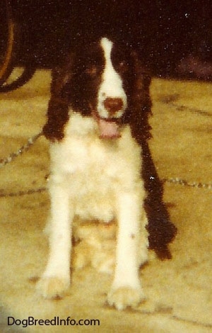 Kelov the English Springer Spaniel is sitting in an open garage. Its mouth is open and tongue is out