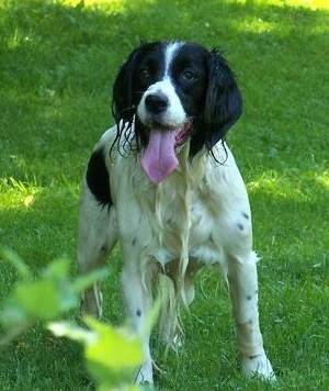 A wet Skippie the black and white English Springer Spaniel is standing under the shade of a tree in a field. Its mouth is open and tongue is out