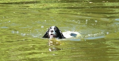 Skippie the black and white English Springer Spaniel is swimming through a body of water