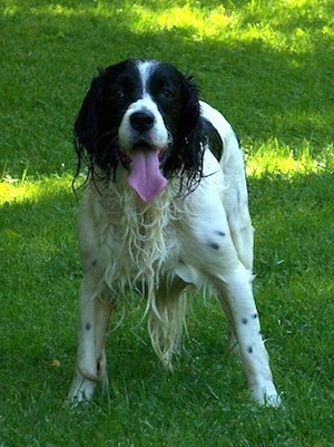 Skippie the black and white English Springer Spaniel is all wet standing in a field. His mouth is open and tongue is out