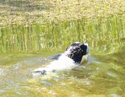 Skippie the black and white English Springer Spaniel has his back to the camera as he swims through a body of water.