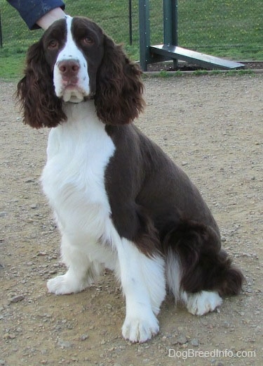 black and white roan springer spaniel