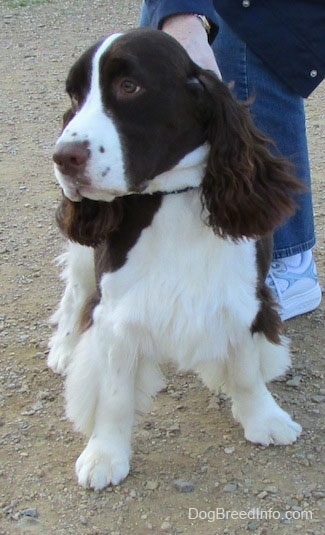 Becham the English Springer Spaniel is standing in front of the person holding his collar. Bechem is looking to the left
