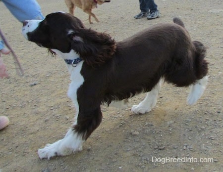 Becham the brown and white English Springer Spaniel is running across dirt and running into a persons arms. There is another dog and person in the background.
