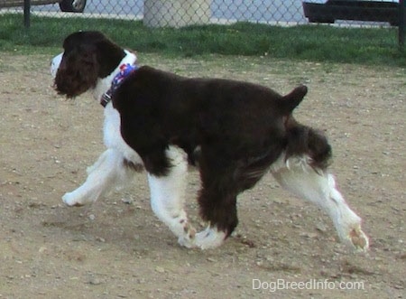 Becham the English Springer Spaniel is trotting across the dirt and there is a chain link fence behind it