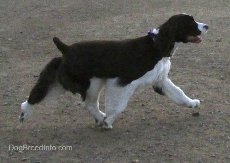 Becham the English Springer Spaniel is proudly running across the dirt. Bechems mouth is open