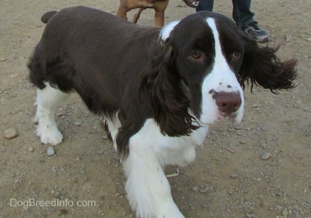 Becham the brown and white English Springer Spaniel is standing in dirt with another dog behind him.
