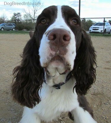 Close Up - Becham the brown and white English Springer Spaniel is laying in a dirt feild with cars parked in the parking lot in the distance.