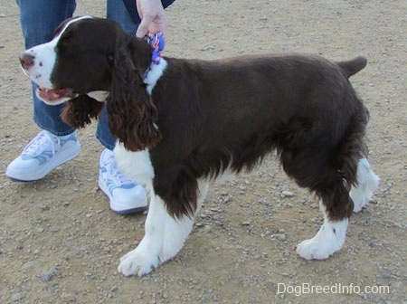 Becham the brown and white English Springer Spaniel is being led by the collar by a person