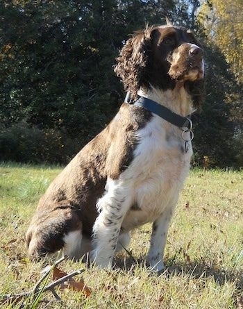 Mae the brown and white English Springer Spaniel is sitting majestically in a field and there is a line of trees behind her.