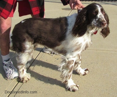 Nigel the brown and white ticked English Springer Spaniel is standing on a concrete patio. There is a person wearing a red and black plaid shirt behind him holding his collar
