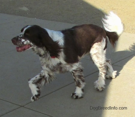 Nigel the brown and white ticked English Springer Spaniel is trotting across a concrete panel. Nigel mouth is open