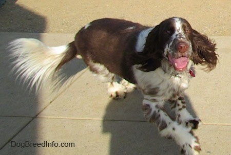 Nigel the English Springer Spaniel is running across a concrete patio