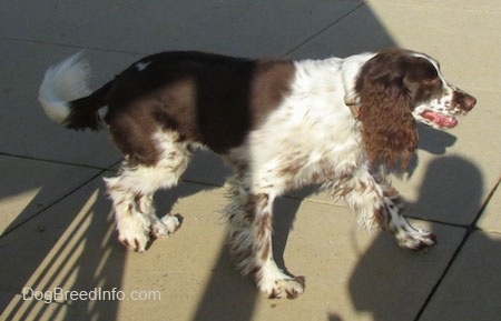 Nigel the brown and white ticked English Springer Spaniel is walking across a concrete block under the shadow of a gazebo.