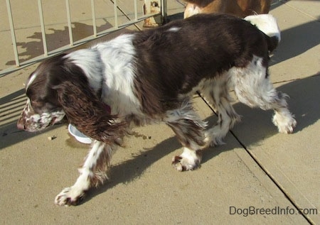 Nigel the brown and white ticked English Springer Spaniel is walking in front of a metal fence. There is another dog behind him.