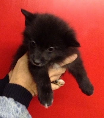 A black Imo-Inu puppy is being held up in the air in front of a red wall.