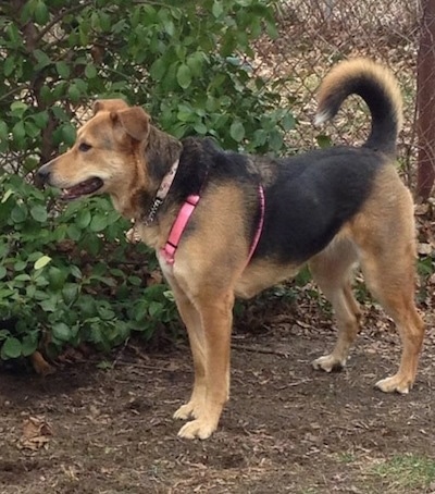 Story the black and tan Euro Mountain Sheparnese is wearing a pink harness standing in dirt next to a chain link fence that is covered in vines