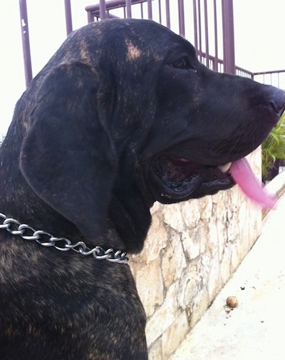 Close Up - A black brindle Fila Brasileiro is wearing a choke collar and sitting in front of a stone wall with its mouth open and tongue out