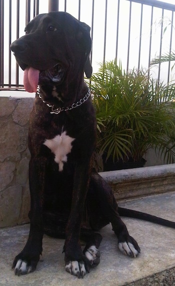 A black brindle with white Fila Brasileiro is sitting next to a stone wall with bars above it with plants in front of the wall. Its mouth is open and its tongue is out