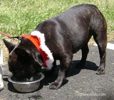 A black brindle with white French Bulldog is wearing a red collar and leash and drinking water in a metal bowl while standing on a black top.