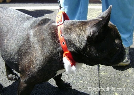 A black brindle with white French Bulldog is standing in front of a person in blue pants on a black top