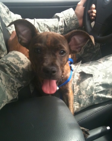 Brewsky the brown brindle French Pin is sitting in the lap of a person who is dressed in green and white camo and driving a vehicle