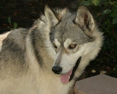 A wolf-looking white with grey Gerberian Shepsky is standing next to a small rock wall. Its mouth is open and tongue is out