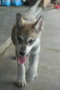 A wolf-like white with grey and tan Gerberian Shepsky puppy is walking across concrete in front of a garage. Its mouth is open and tongue is out