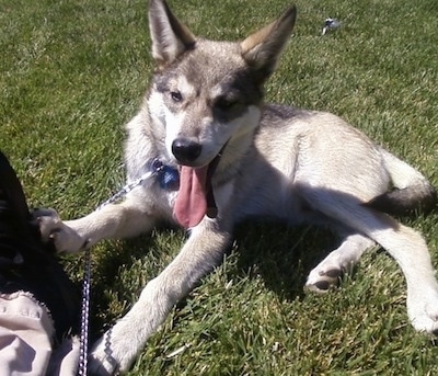 A wolf-looking white with grey and tan Gerberian Shepsky puppy is laying outside next to a person. Its paw is on the foot of the person