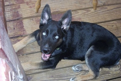 A blue-eyed black with tan Gerberian Shepsky is laying on a wooden porch looking up with its mouth open.