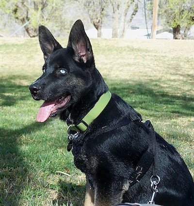 A blue-eyed black with tan Gerberian Shepsky is wearing a green collar sitting in a field and looking forward.