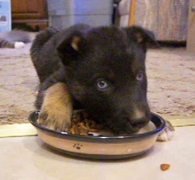 A little blue-eyed black with tan Gerberian Shepsky puppy is laying on a carpet and partially in a kitchen. The upper half of its body is in a ceramic food bowl